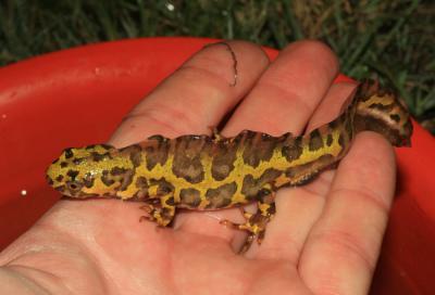 Triton marbré Triturus marmoratus (Latreille, 1800)