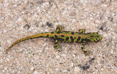 Triton marbré Triturus marmoratus (Latreille, 1800)