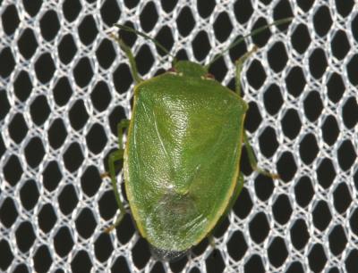  Acrosternum millierei (Mulsant & Rey, 1866)
