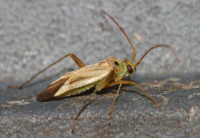  Adelphocoris Reuter, 1896