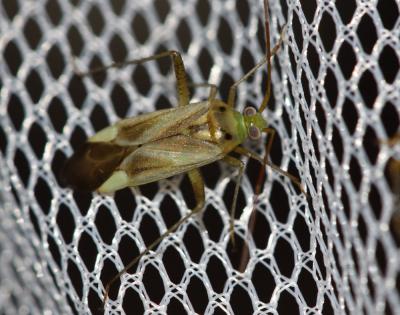  Adelphocoris lineolatus (Goeze, 1778)