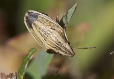 Punaise à tête allongée Aelia acuminata (Linnaeus, 1758)