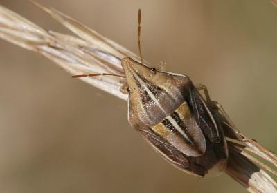  Aelia rostrata Boheman, 1852