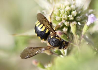  Anthidium florentinum (Fabricius, 1775)