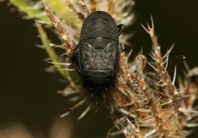  Aellopus atratus (Goeze, 1778)