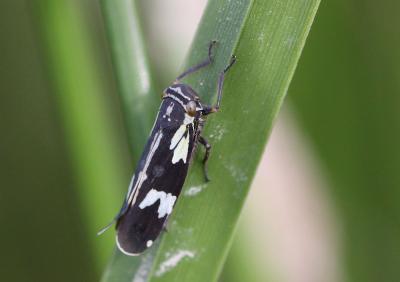  Aglena ornata (Herrich-Schäffer, 1838)