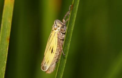  Aglena ornata (Herrich-Schäffer, 1838)