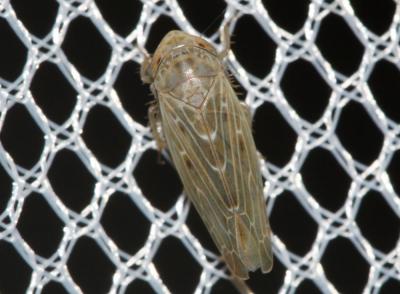  Euscelis 