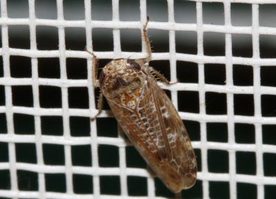  Allygus mixtus (Fabricius, 1794)