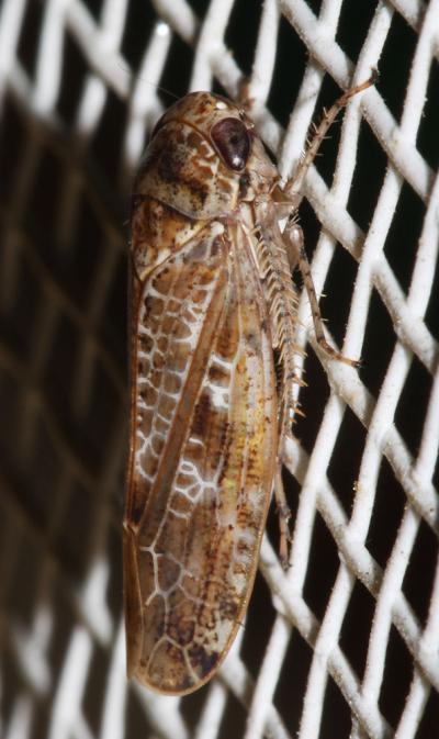  Allygus mixtus (Fabricius, 1794)