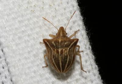  Ancyrosoma leucogrammes (Gmelin, 1790)