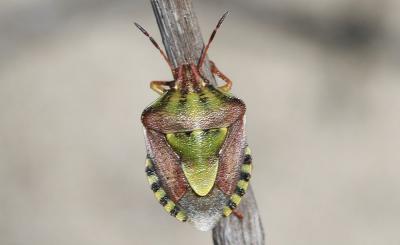  Antheminia absinthii (Wagner, 1952)