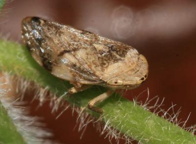  Aphrophora alni (Fallén, 1805)