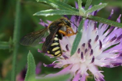  Rhodanthidium septemdentatum (Latreille, 1809)