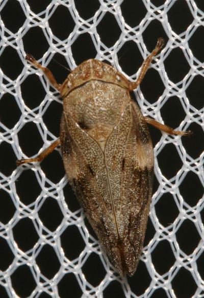  Aphrophora alni (Fallén, 1805)