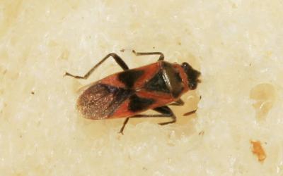  Arocatus roeselii (Schilling, 1829)