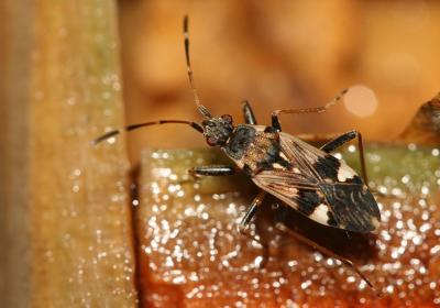  Beosus maritimus (Scopoli, 1763)