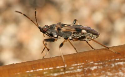  Beosus maritimus (Scopoli, 1763)