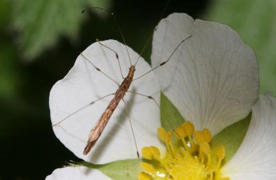  Apoplymus pectoralis Fieber, 1859