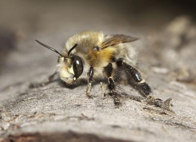 Anthophore commune, Anthophore plumeuse, Anthophor Anthophora plumipes (Pallas, 1772)