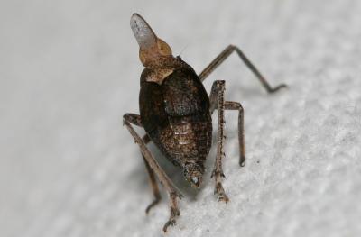 Fulgore de Dufour Bursinia genei (Dufour, 1849)