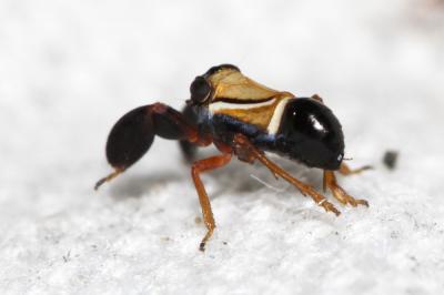 Caliscelide de Bonelli Caliscelis bonellii (Latreille, 1807)