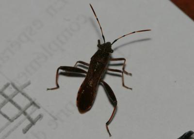 Alydide des genêts Camptopus lateralis (Germar, 1817)
