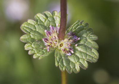 Lamier amplexicaule Lamium amplexicaule L., 1753