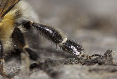 Anthophore commune, Anthophore plumeuse, Anthophor Anthophora plumipes (Pallas, 1772)