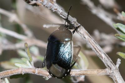  Canthophorus Mulsant & Rey, 1866