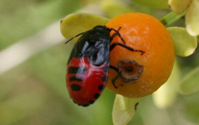  Canthophorus melanopterus (Herrich-Schäffer, 1835)