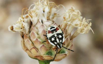  Carpocoris Kolenati, 1846