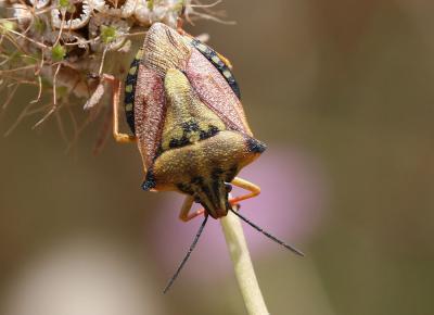  Carpocoris mediterraneus Tamanini, 1959