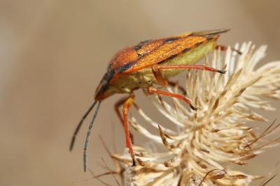  Carpocoris mediterraneus Tamanini, 1959