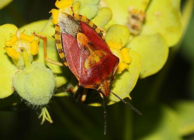  Carpocoris pudicus (Poda, 1761)