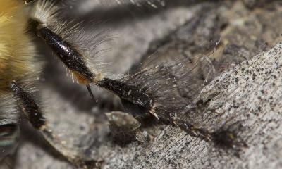 Anthophore commune, Anthophore plumeuse, Anthophor Anthophora plumipes (Pallas, 1772)
