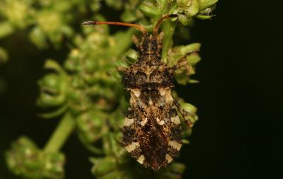  Centrocoris variegatus Kolenati, 1845