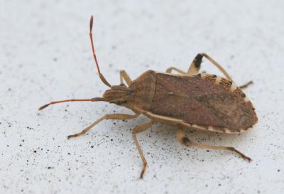  Ceraleptus obtusus (Brullé, 1838)