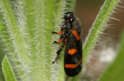  Cercopis intermedia Kirschbaum, 1868