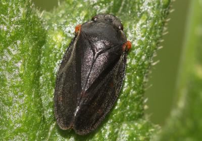  Cercopis intermedia Kirschbaum, 1868