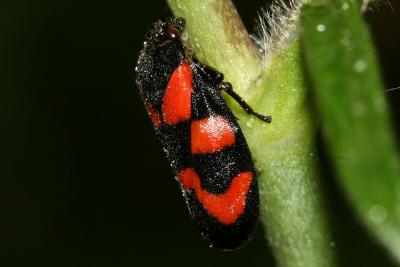 Cercope, Crachat de coucou Cercopis vulnerata Rossi, 1807