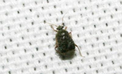  Charagochilus gyllenhalii (Fallén, 1807)