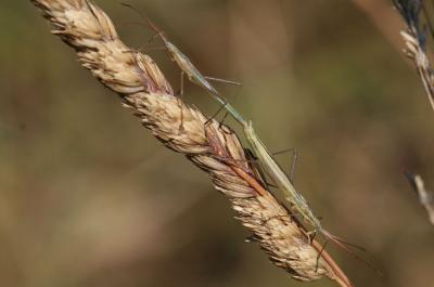  Chorosoma schillingii (Schilling, 1829)