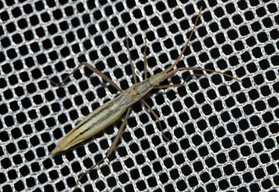  Chorosoma schillingii (Schilling, 1829)