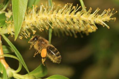 Abeille domestique, Abeille européenne, Abeille me Apis mellifera Linnaeus, 1758
