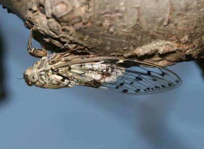 Cigale grise (la), Cigale de l'orne (la), Cigale p Cicada orni Linnaeus, 1758
