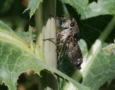 Cigale noire (la) Cicadatra atra (Olivier, 1790)