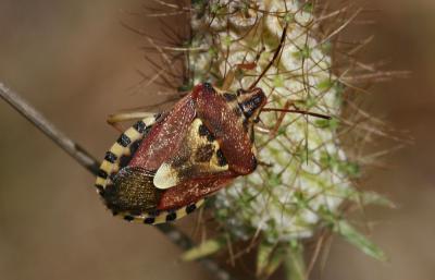  Codophila varia (Fabricius, 1787)