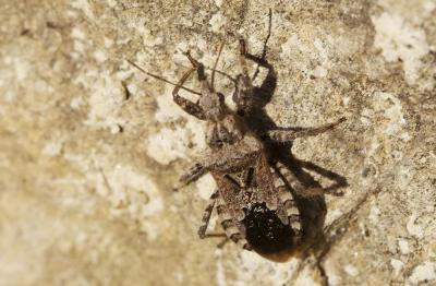  Coranus griseus (Rossi, 1790)