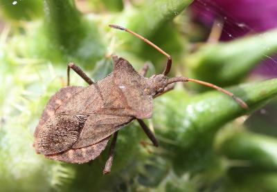 Corée marginée Coreus marginatus (Linnaeus, 1758)